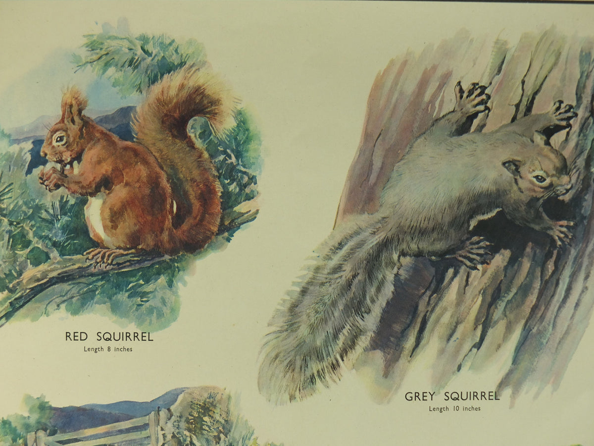 Original Vintage Macmillan Animals Nature Educational Poster Gnawing Red Gray Squirrel Hare Rabbit Grey print wall art biology zoology 1950s