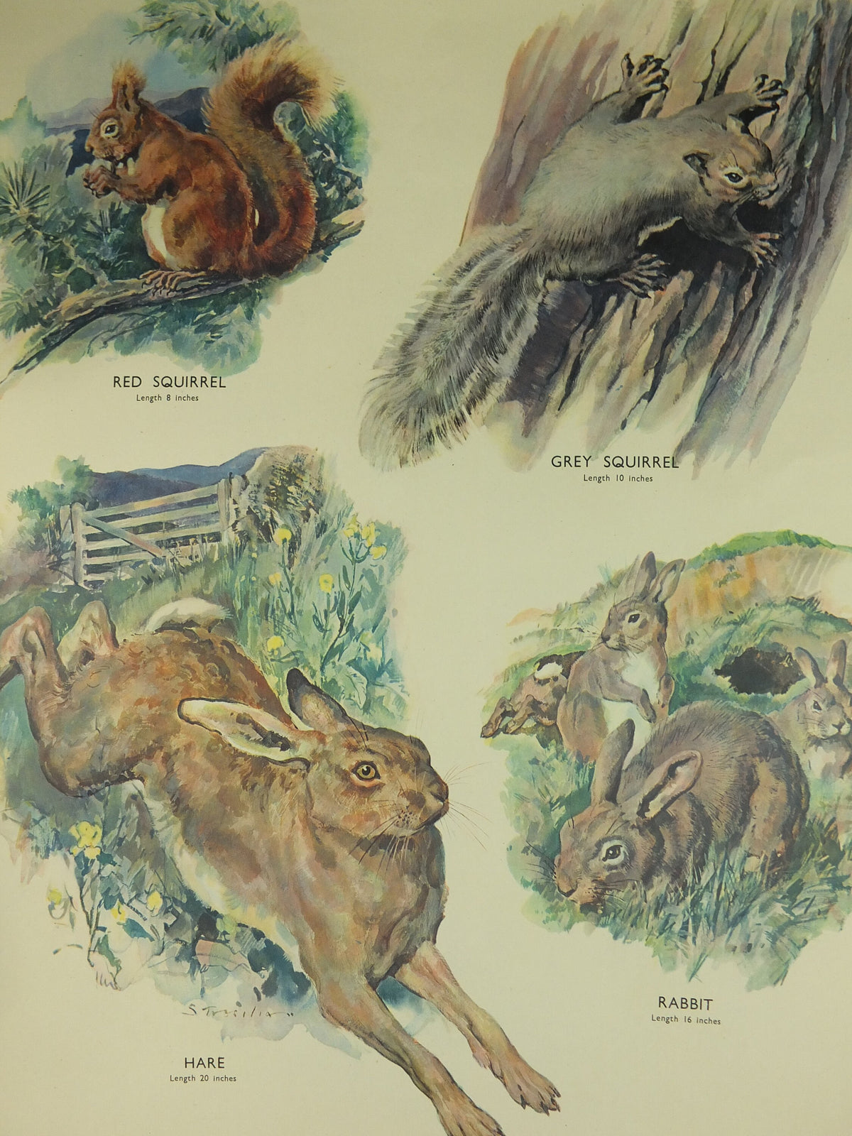 Original Vintage Macmillan Animals Nature Educational Poster Gnawing Red Gray Squirrel Hare Rabbit Grey print wall art biology zoology 1950s