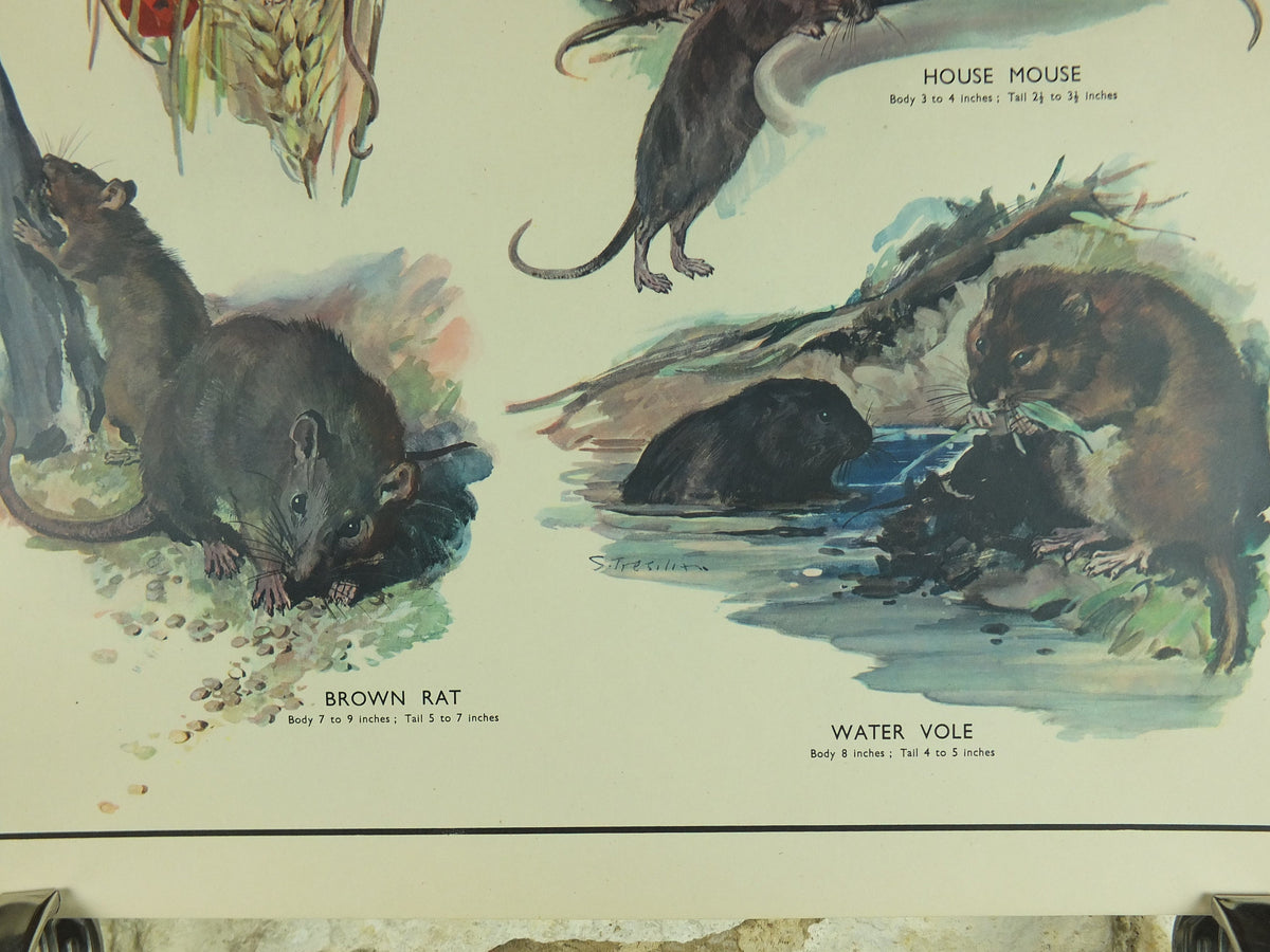 Original Vintage Macmillan Animals Nature Educational Poster Gnawing Mouse Mice Vole Rat Wood Harvest print wall art biology zoology 1950s