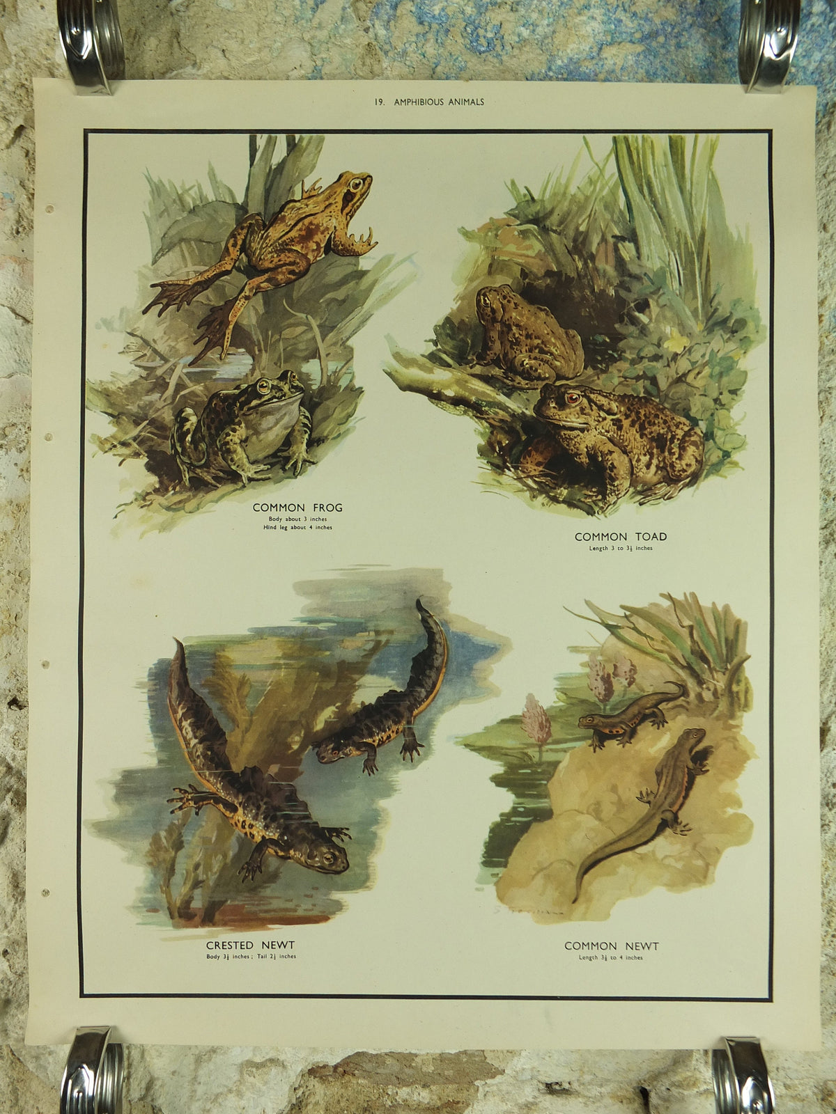 Original Vintage Macmillan Animals Nature Educational Poster Amphibious Common Frog Toad Crested Newt print wall art biology zoology 1950s