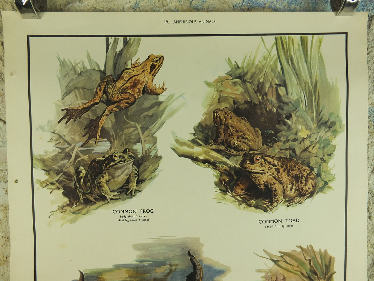 Original Vintage Macmillan Animals Nature Educational Poster Amphibious Common Frog Toad Crested Newt print wall art biology zoology 1950s