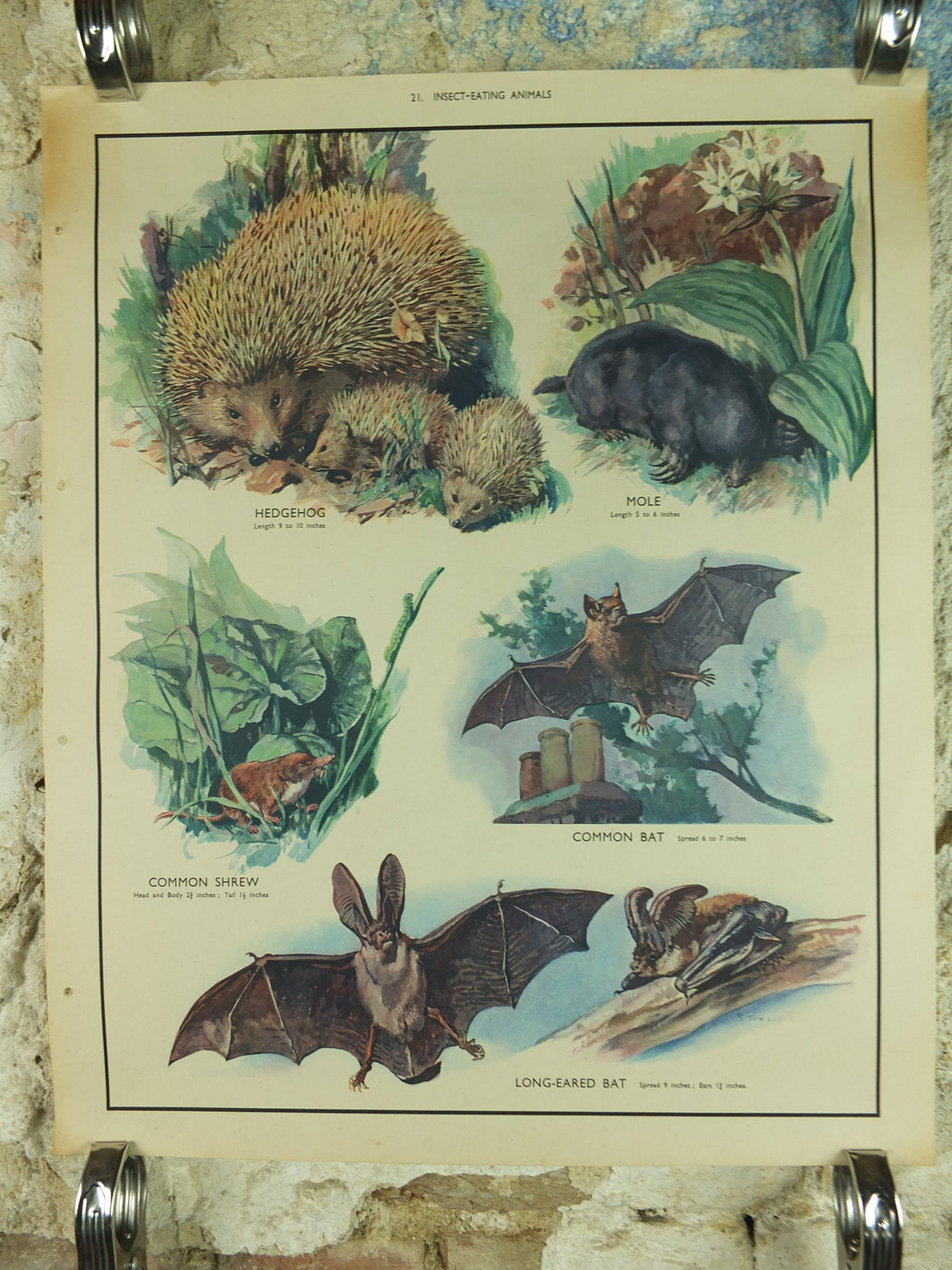 Original Vintage Macmillan Animals Nature Educational Poster Hedgehog Mole Common Shrew Bat Insect print wall art biology zoology 1950s