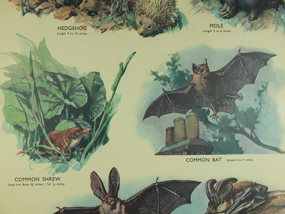 Original Vintage Macmillan Animals Nature Educational Poster Hedgehog Mole Common Shrew Bat Insect print wall art biology zoology 1950s