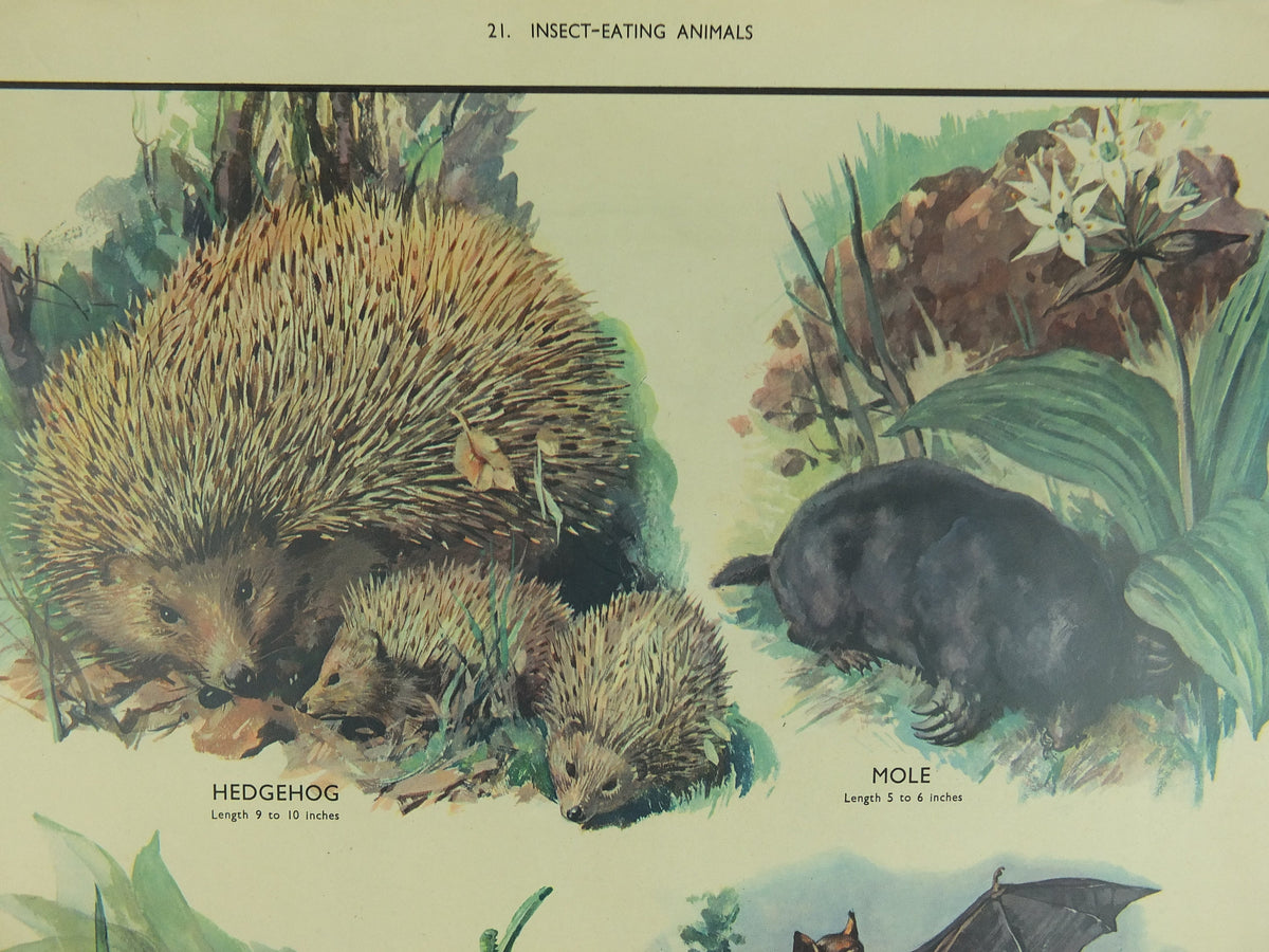 Original Vintage Macmillan Animals Nature Educational Poster Hedgehog Mole Common Shrew Bat Insect print wall art biology zoology 1950s