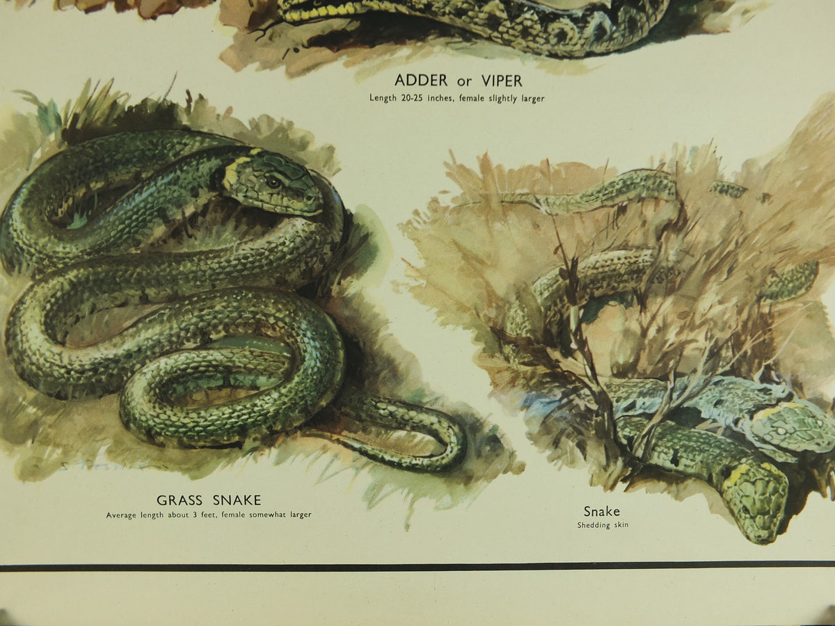 Original Vintage Macmillan Animals Nature Educational Poster Lizards & Snakes Adder Viper Grass Snake print wall art biology zoology 1950s