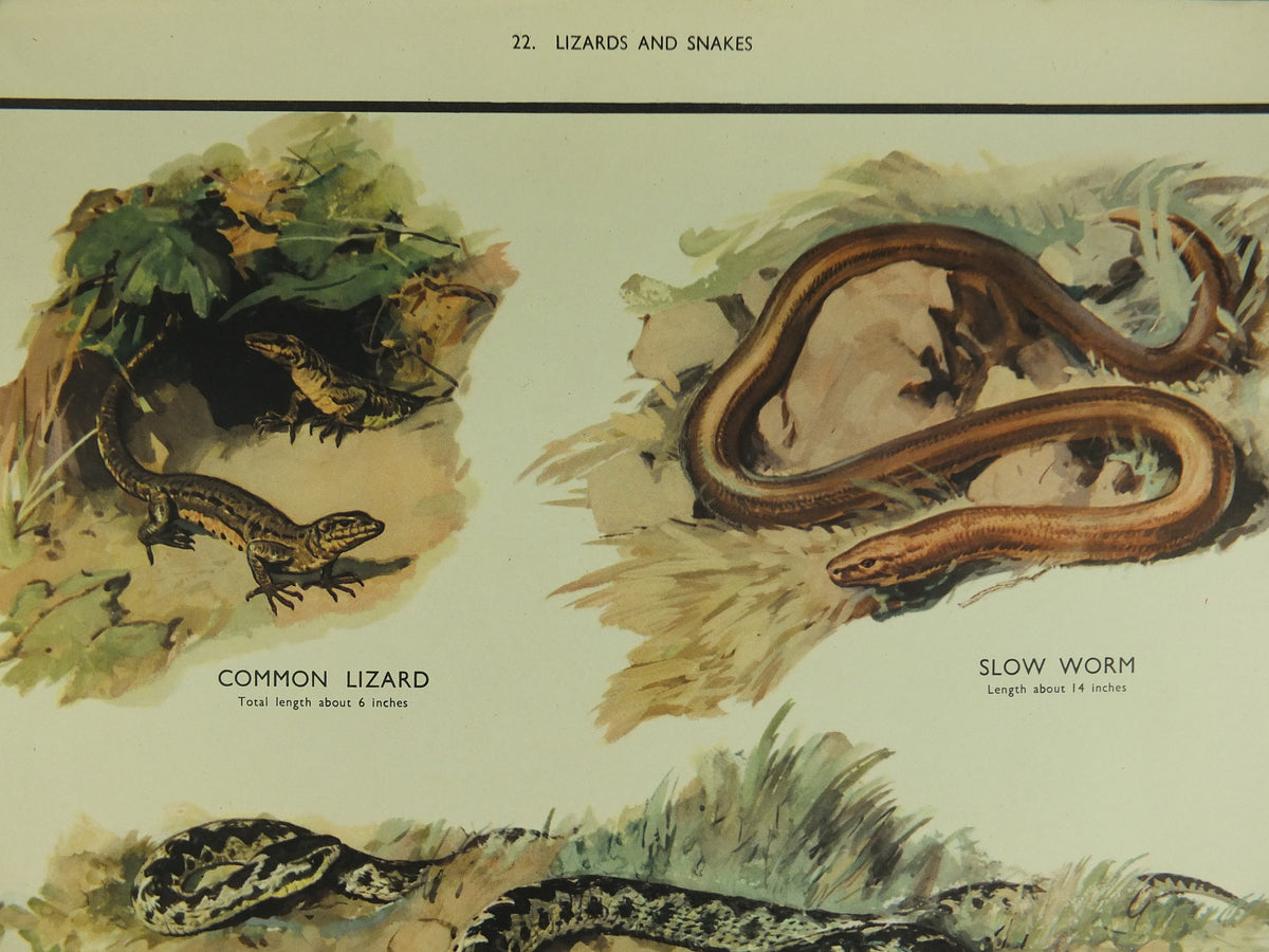 Original Vintage Macmillan Animals Nature Educational Poster Lizards & Snakes Adder Viper Grass Snake print wall art biology zoology 1950s