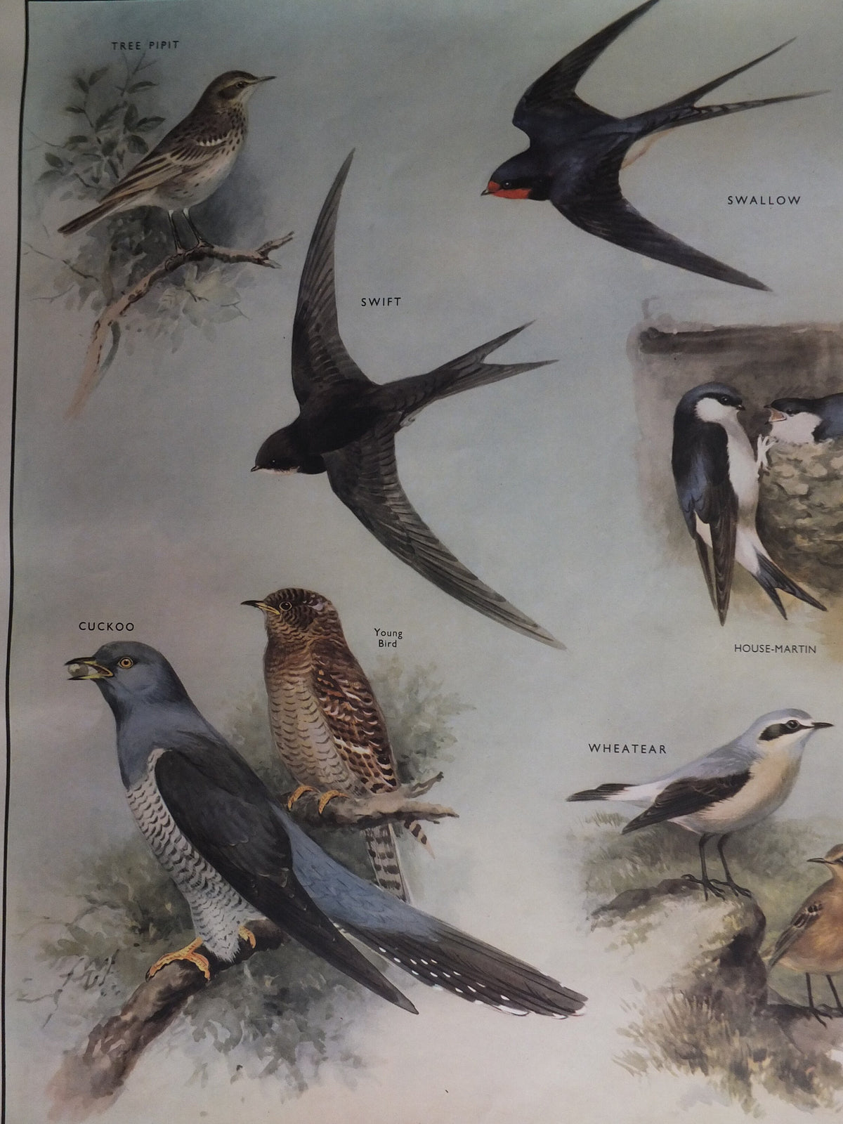 Original Vintage Macmillan Birds Nature Educational Poster pipit swallow swift cuckoo house martin wheatear print wall art ornithology 1950s