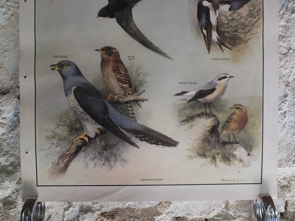 Original Vintage Macmillan Birds Nature Educational Poster pipit swallow swift cuckoo house martin wheatear print wall art ornithology 1950s