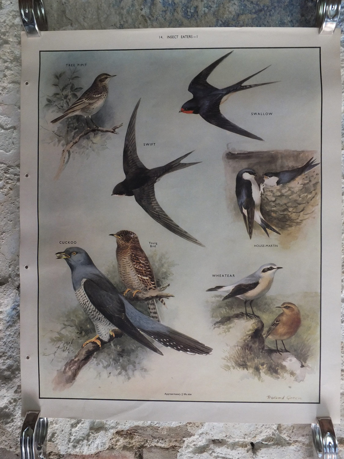 Original Vintage Macmillan Birds Nature Educational Poster pipit swallow swift cuckoo house martin wheatear print wall art ornithology 1950s