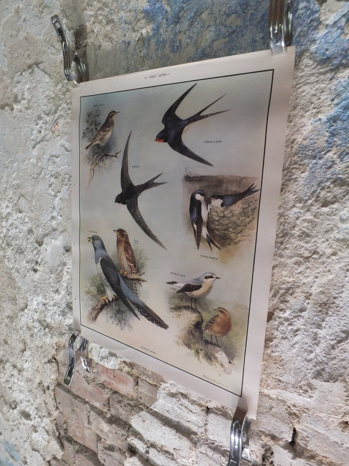 Original Vintage Macmillan Birds Nature Educational Poster pipit swallow swift cuckoo house martin wheatear print wall art ornithology 1950s