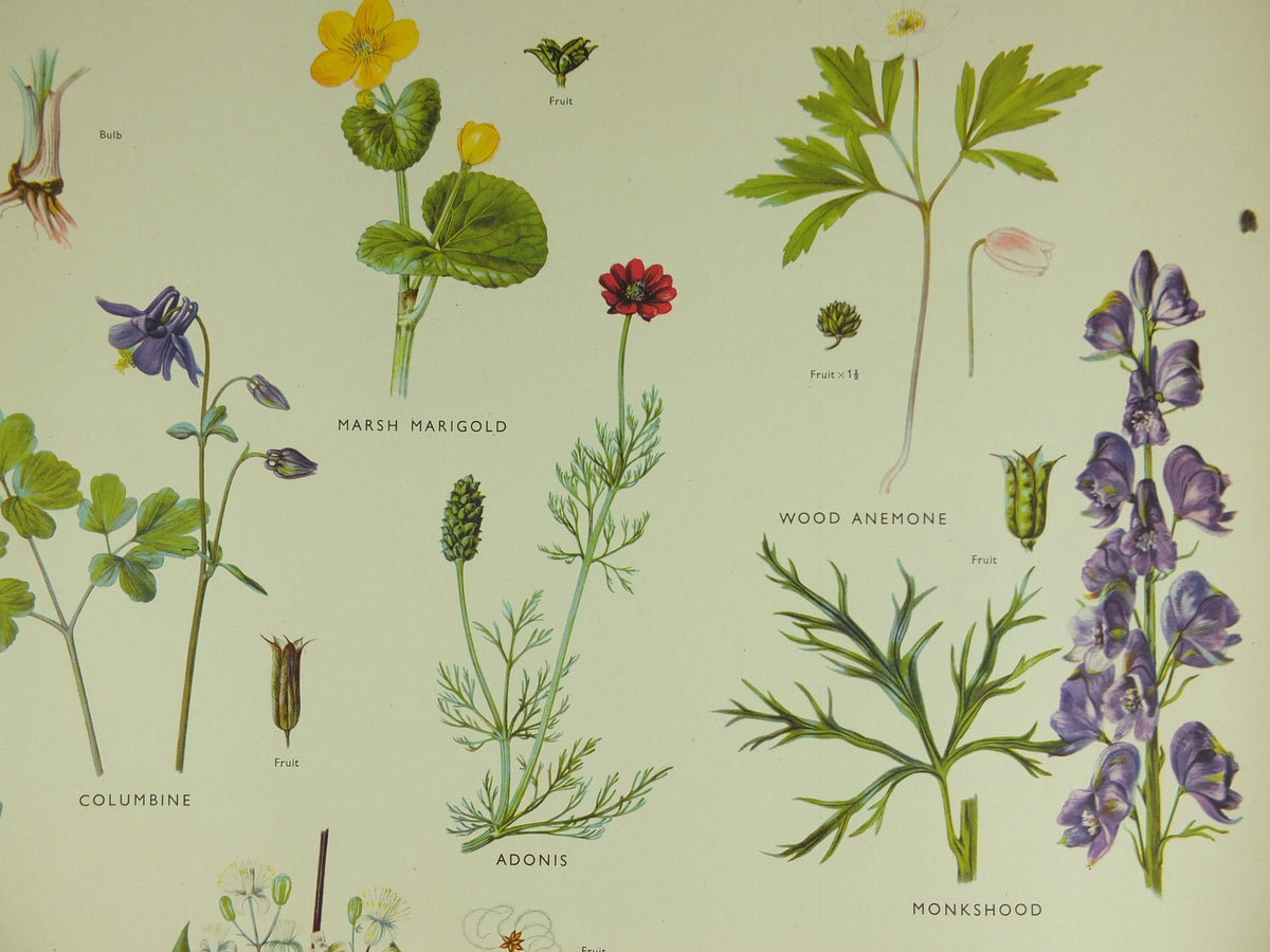 Original Vintage Macmillan Wild Flowers Buttercup Educational Poster marigold monkshood print wall art Nature biology botany botanical 1950s