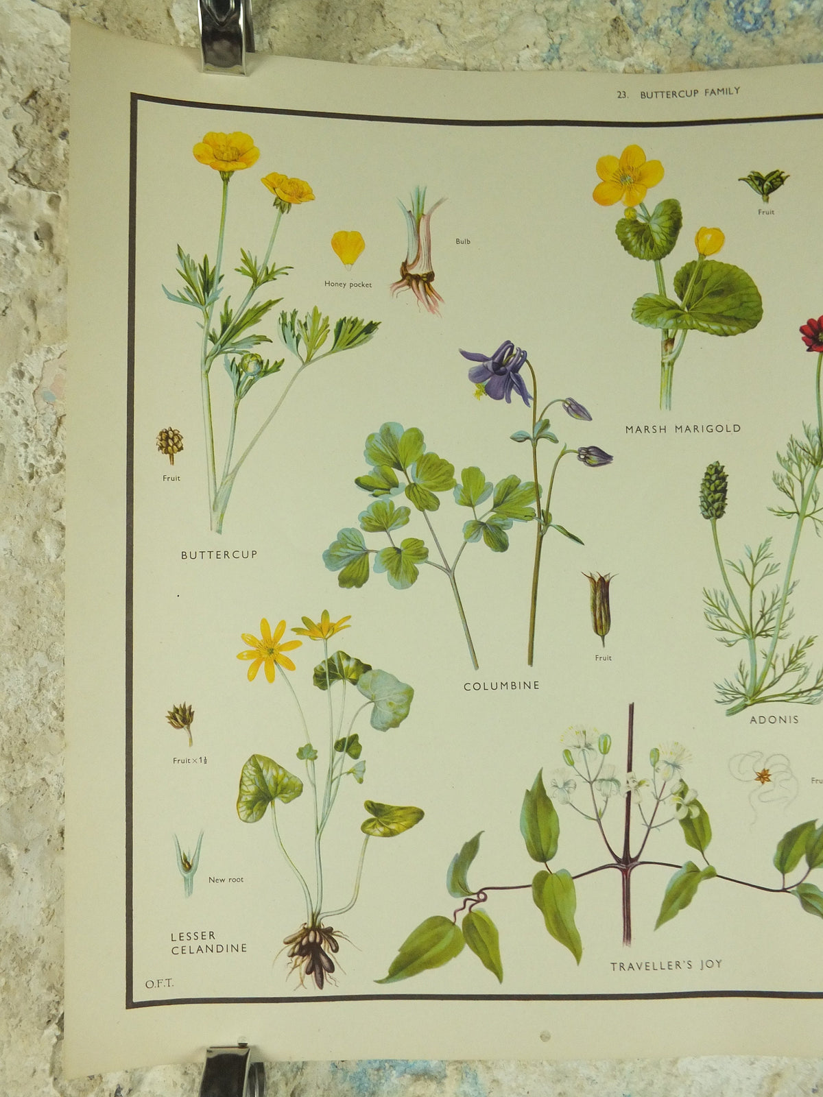 Original Vintage Macmillan Wild Flowers Buttercup Educational Poster marigold monkshood print wall art Nature biology botany botanical 1950s