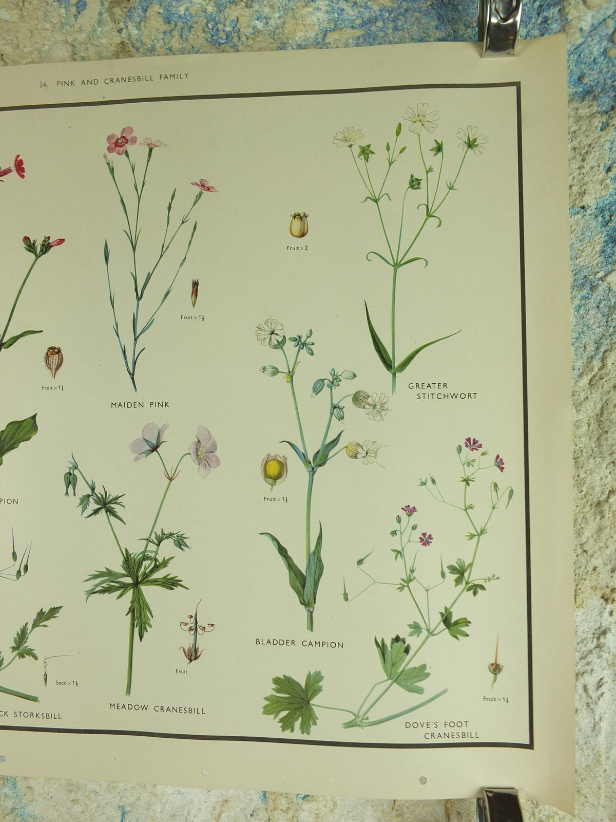 Original Vintage Macmillan Wild Flowers Pink Cransbill Educational Poster Robin Campion print wall art Nature biology botany botanical 1950s