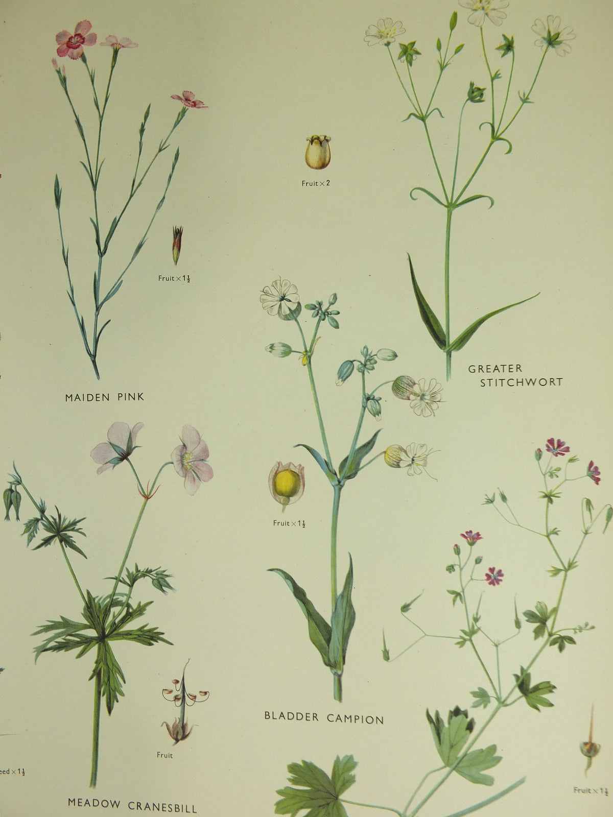 Original Vintage Macmillan Wild Flowers Pink Cransbill Educational Poster Robin Campion print wall art Nature biology botany botanical 1950s