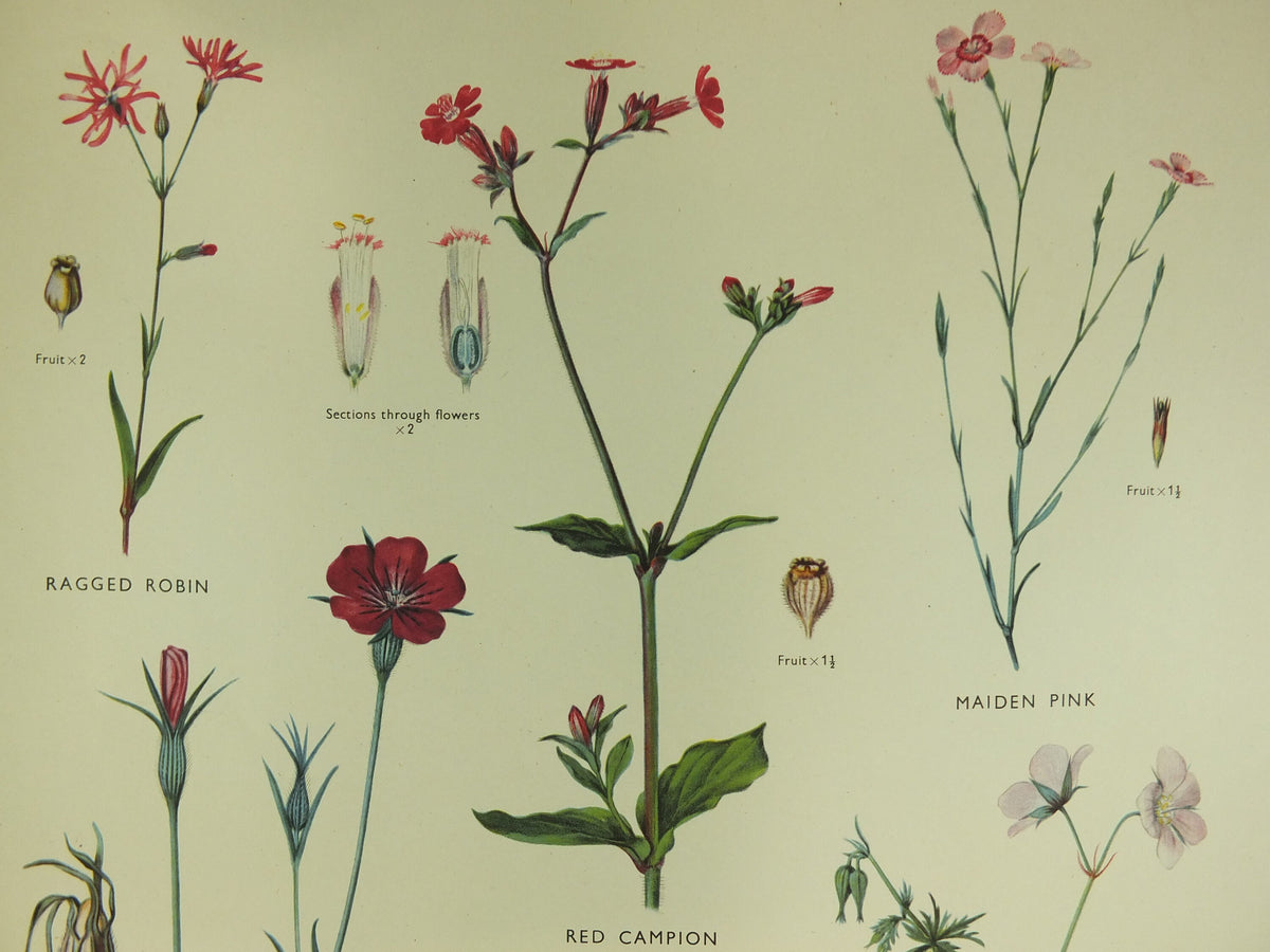 Original Vintage Macmillan Wild Flowers Pink Cransbill Educational Poster Robin Campion print wall art Nature biology botany botanical 1950s