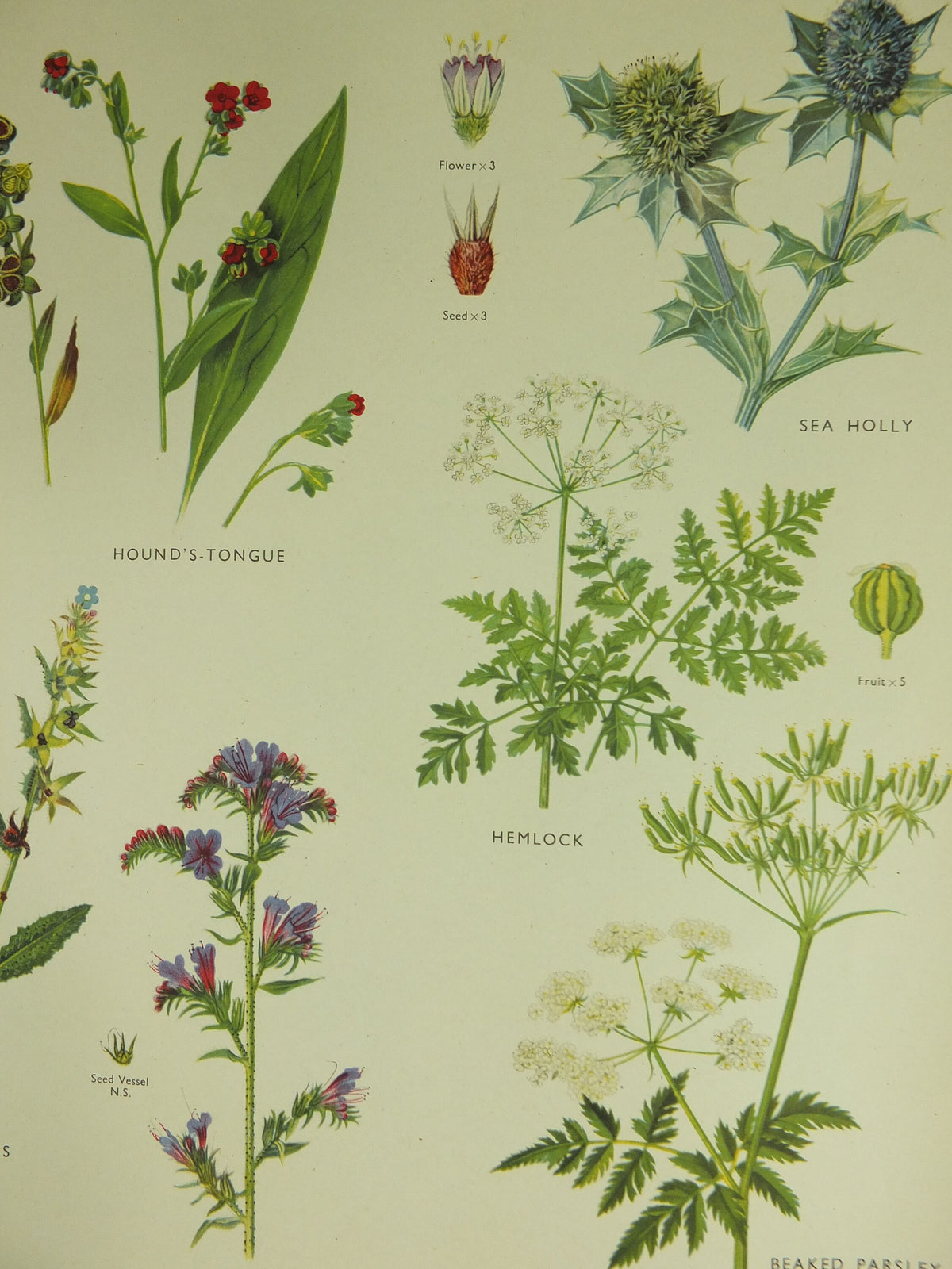 Original Vintage Macmillan Wild Flowers Forget Me Not Parsley Educational Poster print wall art Nature biology botany botanical 1950s
