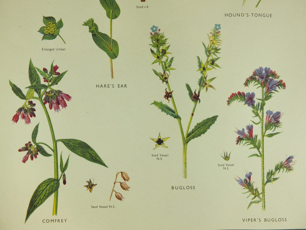 Original Vintage Macmillan Wild Flowers Forget Me Not Parsley Educational Poster print wall art Nature biology botany botanical 1950s