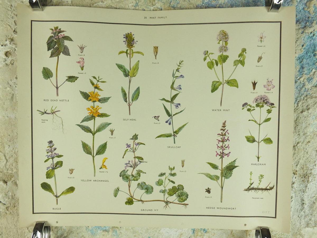 Original Vintage Macmillan Wild Flowers Mint herb Educational Poster nettle majoram ivy print wall art Nature biology botany botanical 1950s