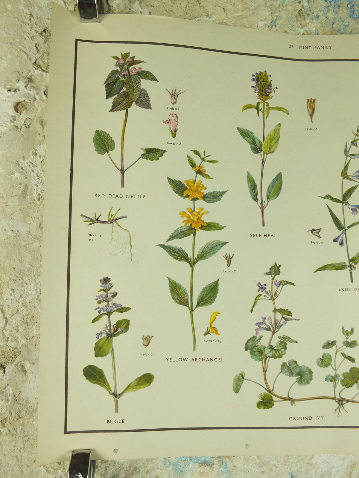 Original Vintage Macmillan Wild Flowers Mint herb Educational Poster nettle majoram ivy print wall art Nature biology botany botanical 1950s