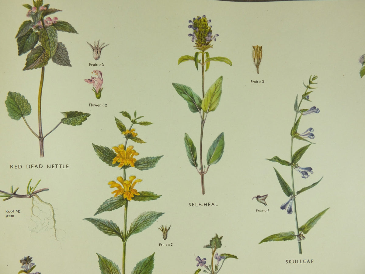 Original Vintage Macmillan Wild Flowers Mint herb Educational Poster nettle majoram ivy print wall art Nature biology botany botanical 1950s