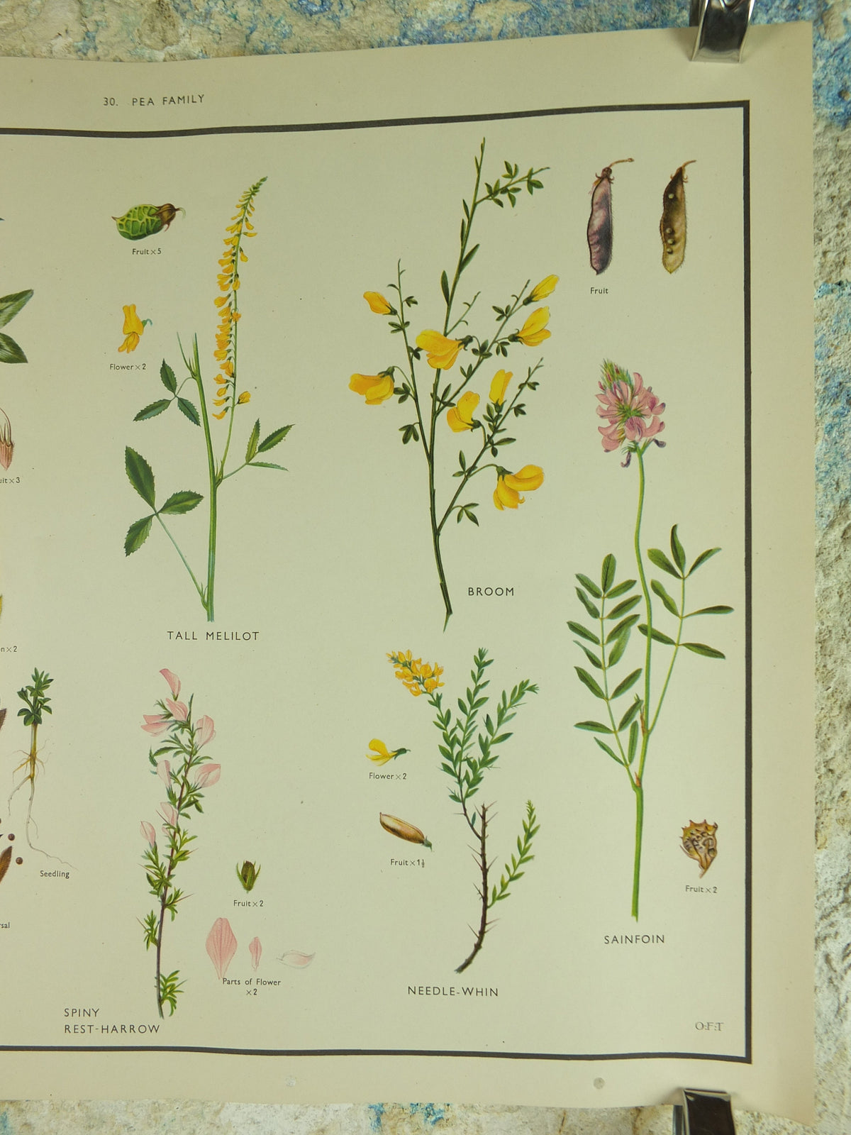 Original Vintage Macmillan Wild Flowers Pea Educational Poster Clover Broom Melilot print wall art Nature biology botany botanical 1950s