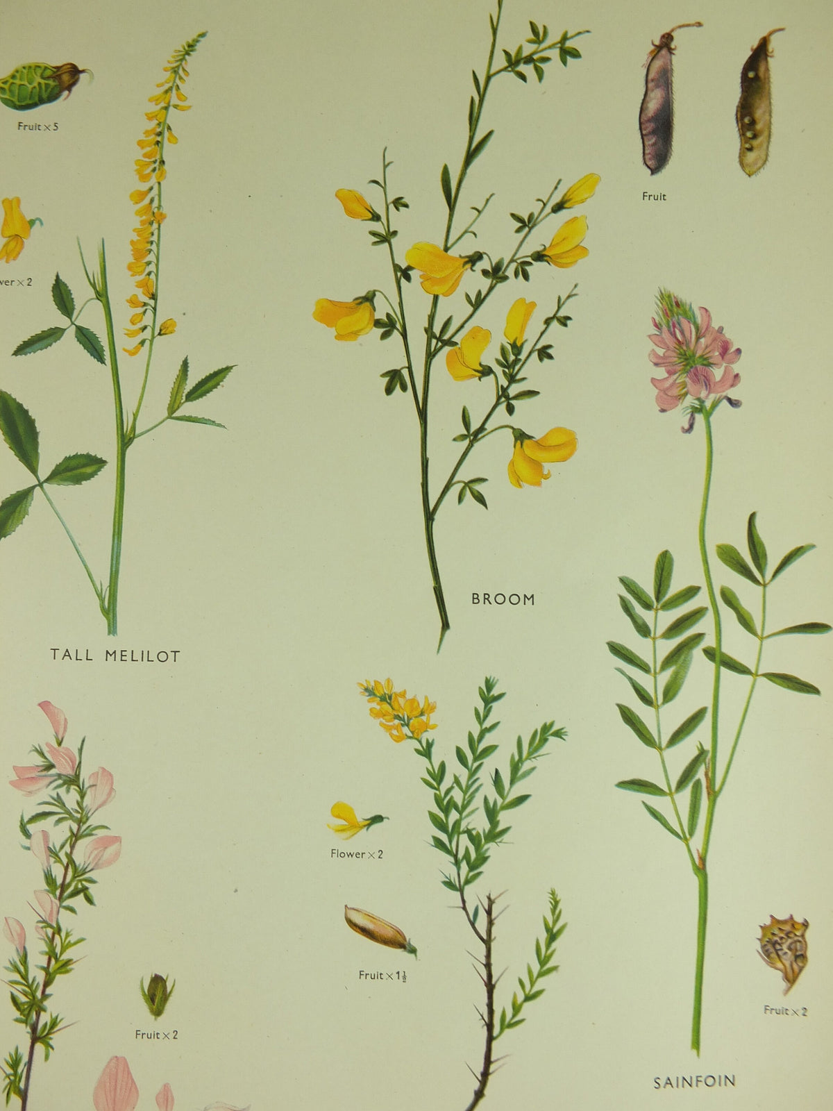 Original Vintage Macmillan Wild Flowers Pea Educational Poster Clover Broom Melilot print wall art Nature biology botany botanical 1950s