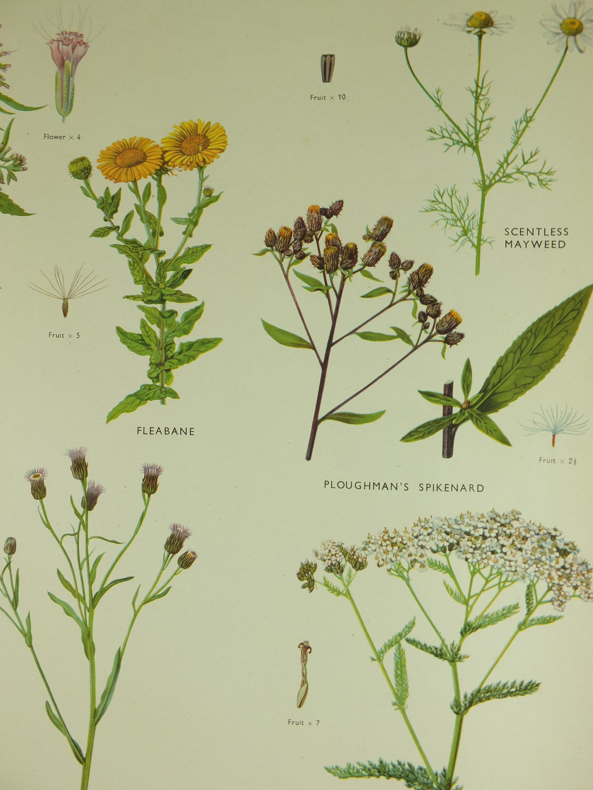 Original Vintage Macmillan Wild Flowers Daisy Educational Poster Chamomile Agrimony print wall art Nature biology botany botanical 1950s