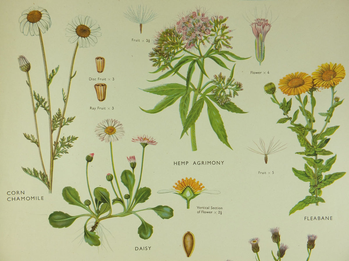 Original Vintage Macmillan Wild Flowers Daisy Educational Poster Chamomile Agrimony print wall art Nature biology botany botanical 1950s