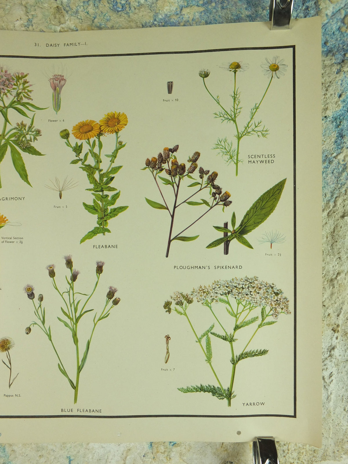 Original Vintage Macmillan Wild Flowers Daisy Educational Poster Chamomile Agrimony print wall art Nature biology botany botanical 1950s