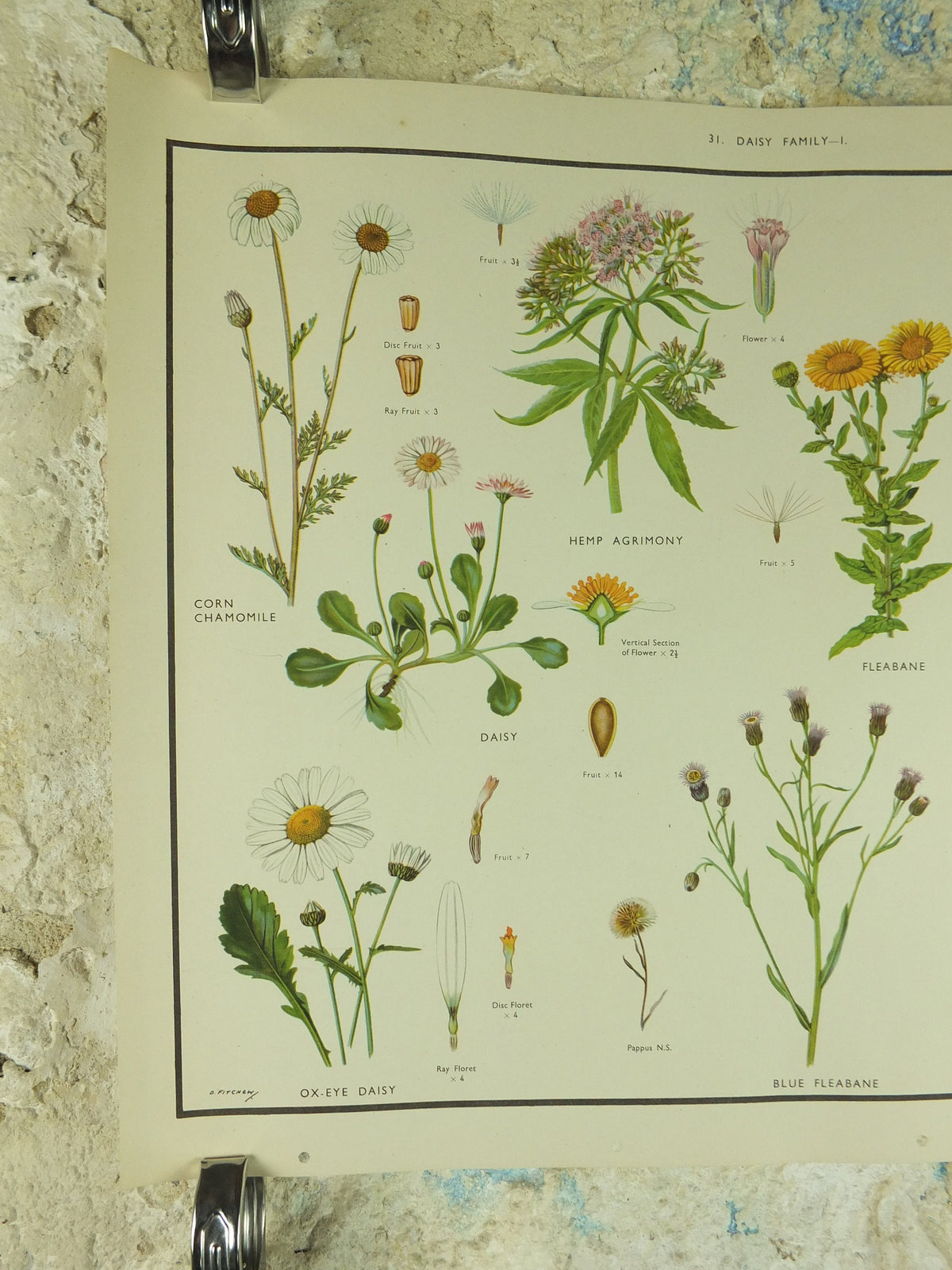 Original Vintage Macmillan Wild Flowers Daisy Educational Poster Chamomile Agrimony print wall art Nature biology botany botanical 1950s
