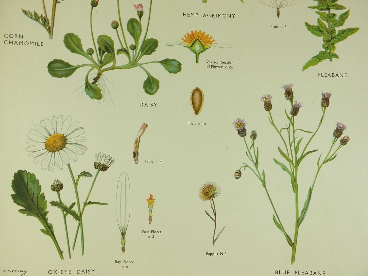 Original Vintage Macmillan Wild Flowers Daisy Educational Poster Chamomile Agrimony print wall art Nature biology botany botanical 1950s
