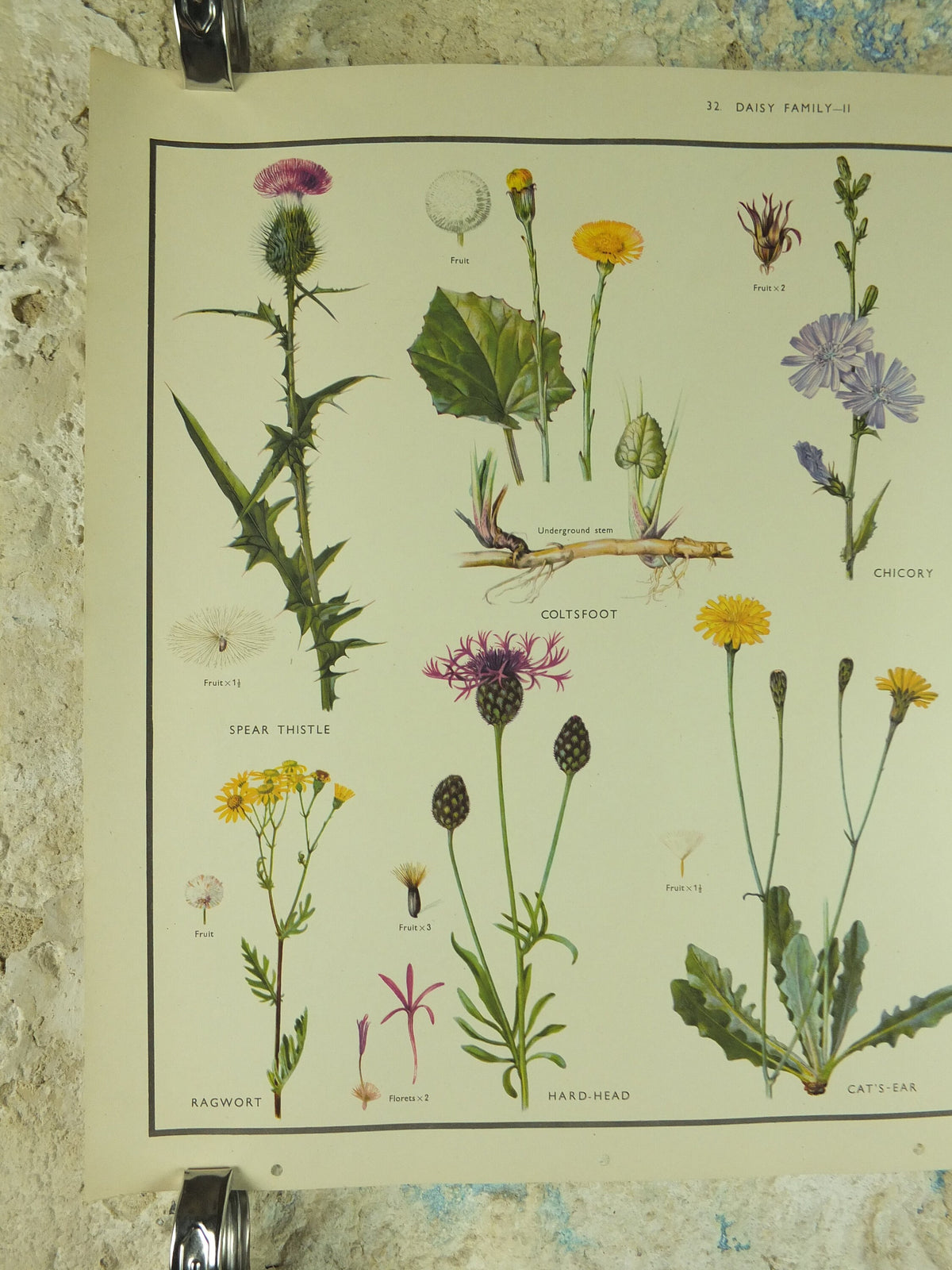 Original Vintage Macmillan Wild Flowers Daisy Educational Poster Thistle Ragwort print wall art Nature biology botany botanical 1950s