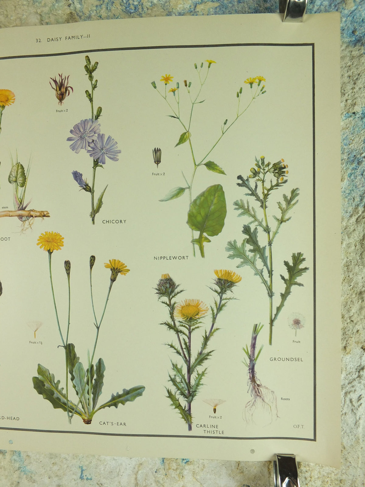 Original Vintage Macmillan Wild Flowers Daisy Educational Poster Thistle Ragwort print wall art Nature biology botany botanical 1950s
