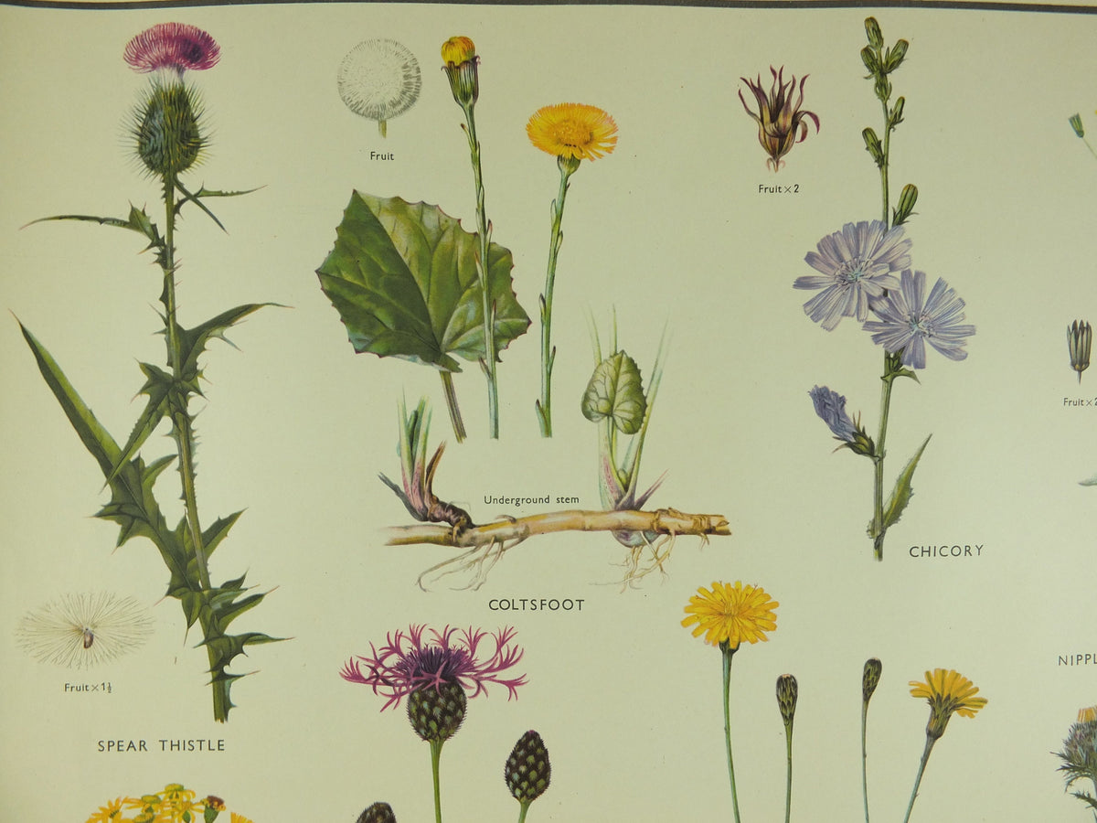 Original Vintage Macmillan Wild Flowers Daisy Educational Poster Thistle Ragwort print wall art Nature biology botany botanical 1950s