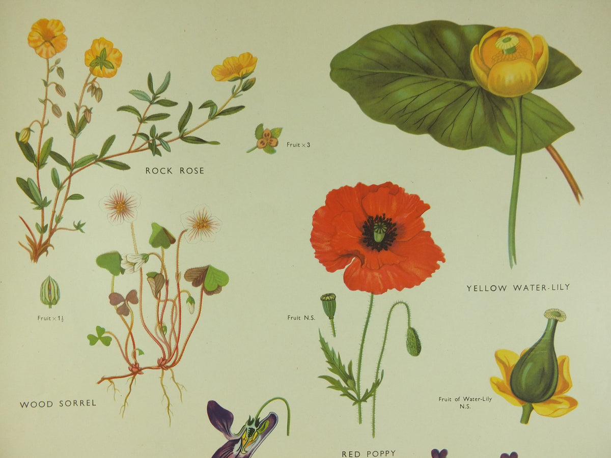 Original Vintage Macmillan Wild Flowers Educational Poster Poppy Water Lily Violet print wall art Nature biology botany botanical 1950s