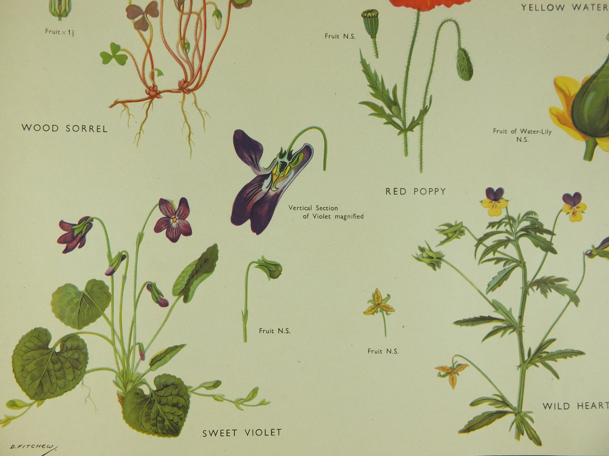 Original Vintage Macmillan Wild Flowers Educational Poster Poppy Water Lily Violet print wall art Nature biology botany botanical 1950s