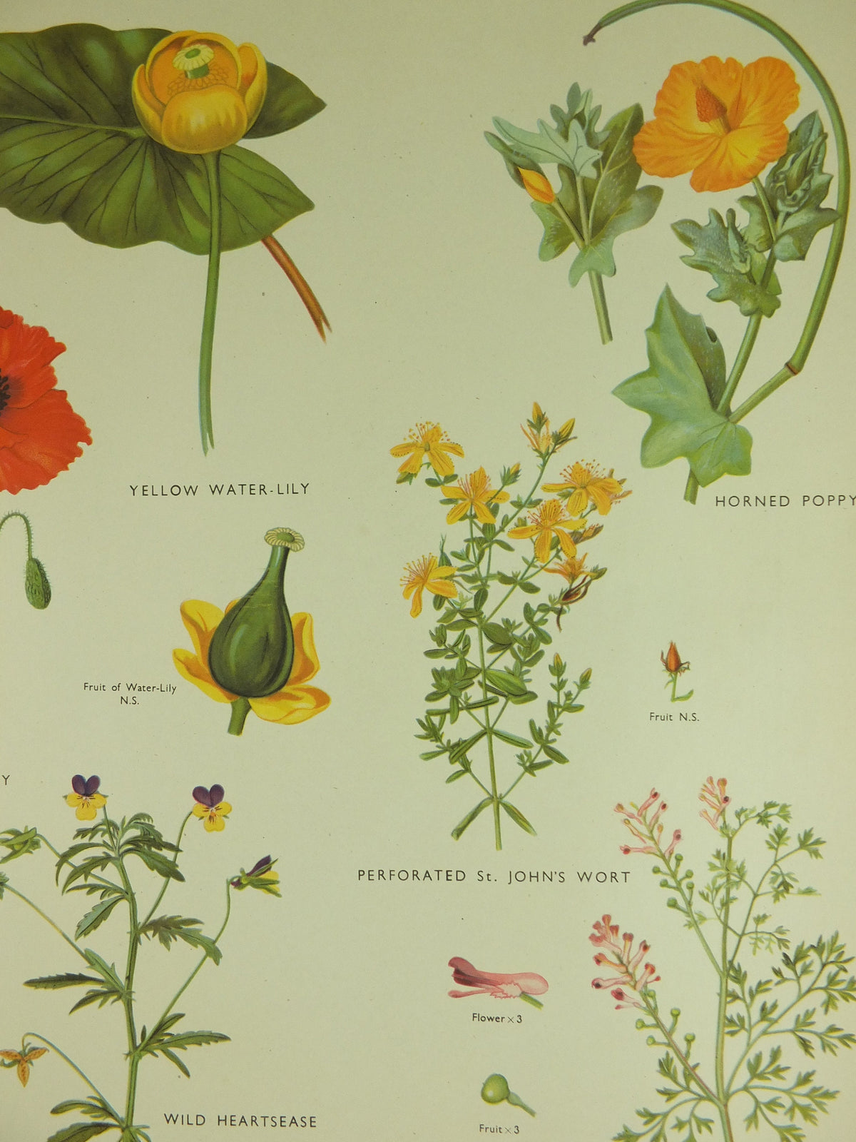 Original Vintage Macmillan Wild Flowers Educational Poster Poppy Water Lily Violet print wall art Nature biology botany botanical 1950s