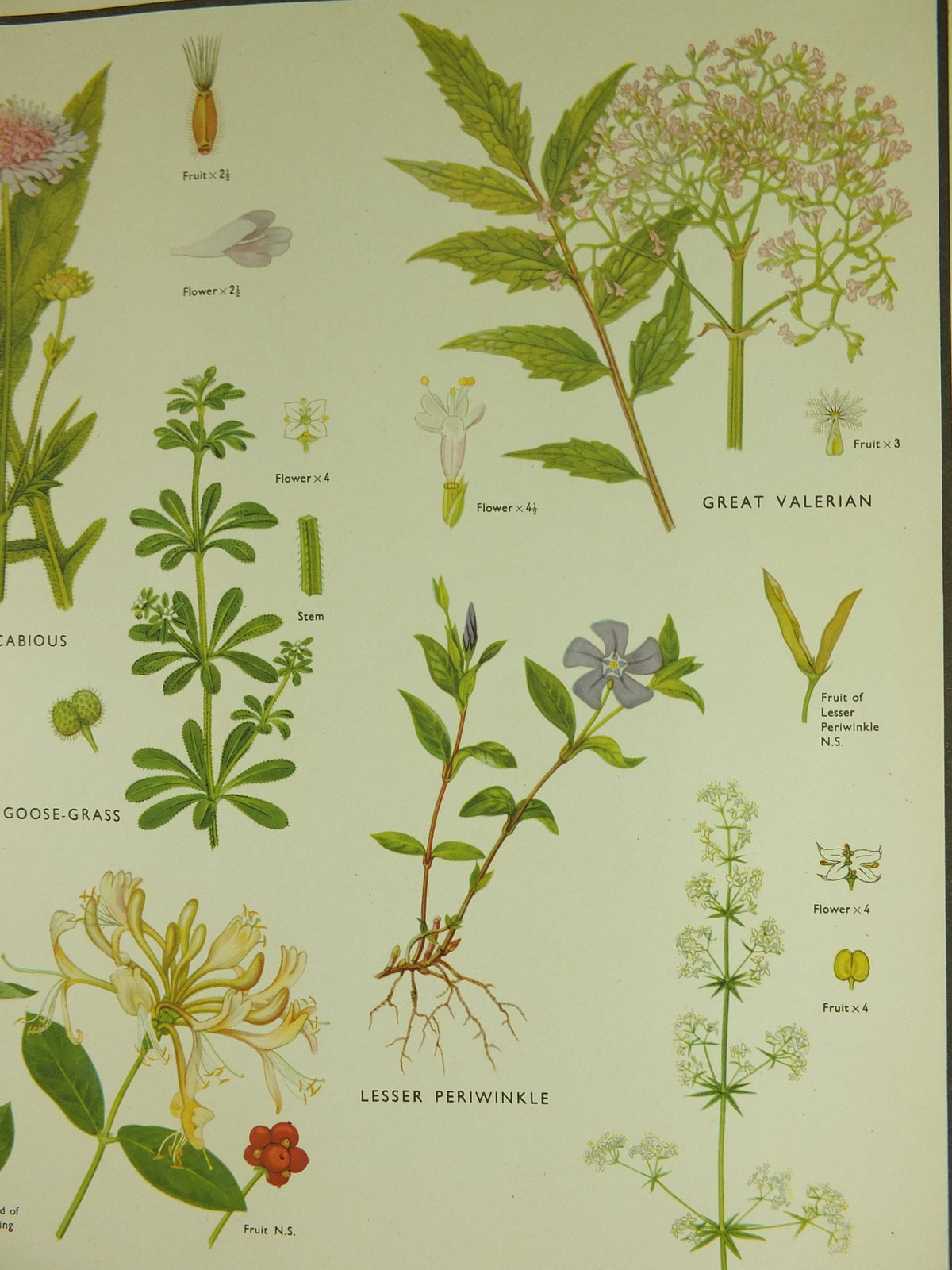Original Vintage Macmillan Wild Flowers Educational Poster Honeysuckle Periwinkle Ivy print wall art Nature biology botany botanical 1950s