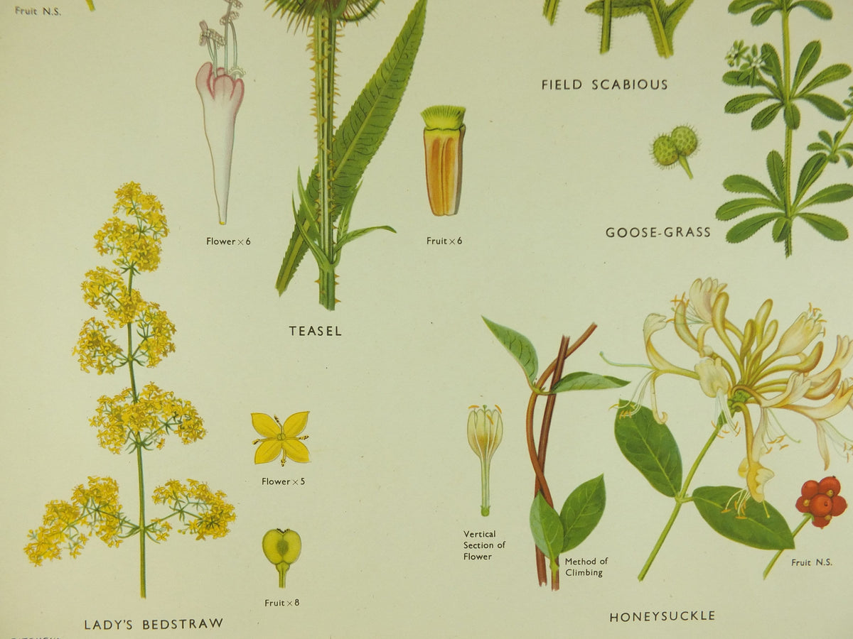 Original Vintage Macmillan Wild Flowers Educational Poster Honeysuckle Periwinkle Ivy print wall art Nature biology botany botanical 1950s