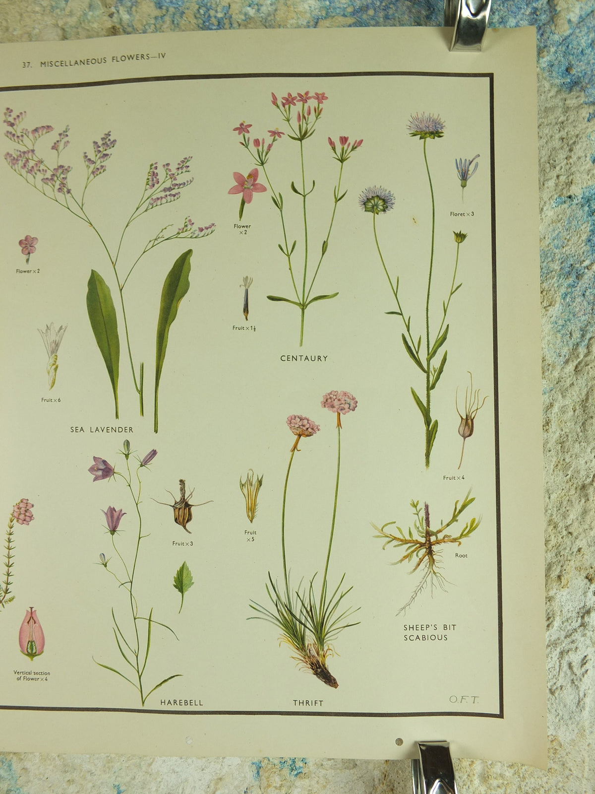 Original Vintage Macmillan Wild Flowers Educational Poster Lavender Heather bellflower print wall art Nature biology botany botanical 1950s
