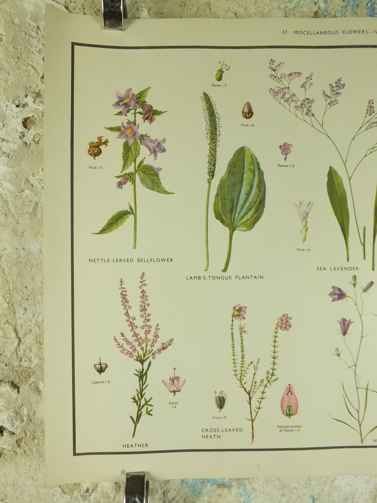 Original Vintage Macmillan Wild Flowers Educational Poster Lavender Heather bellflower print wall art Nature biology botany botanical 1950s