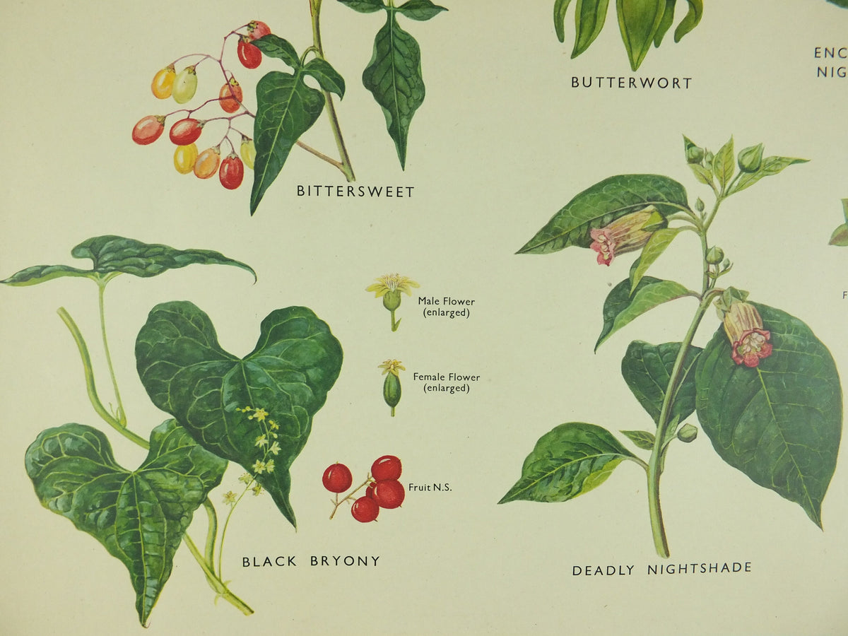 Original Vintage Macmillan Wild Flowers Educational Poster Daffodil Snowdrop Yellowflag print wall art Nature biology botany botanical 1950s