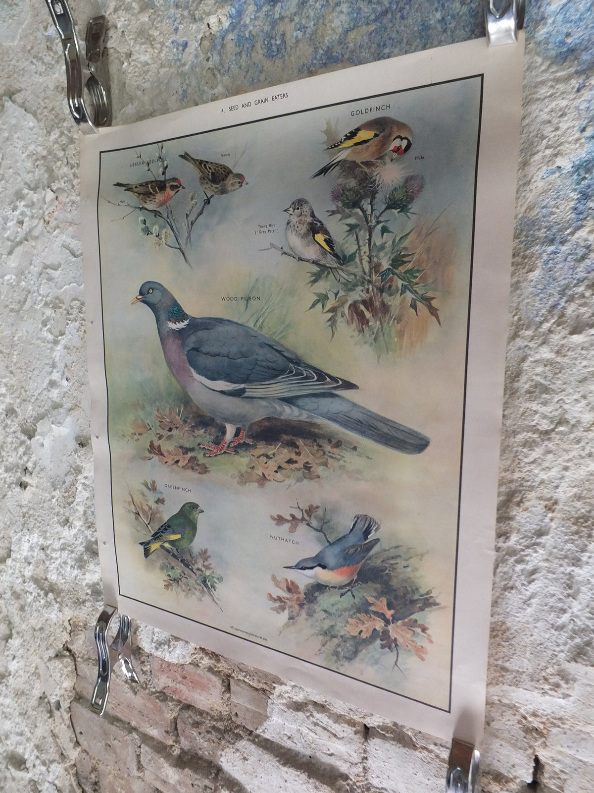 Original Vintage Macmillan Birds Nature Educational Poster Wood Pigeon Goldfinch Pull Greenfinch Nuthatch print wall art ornithology 1950s