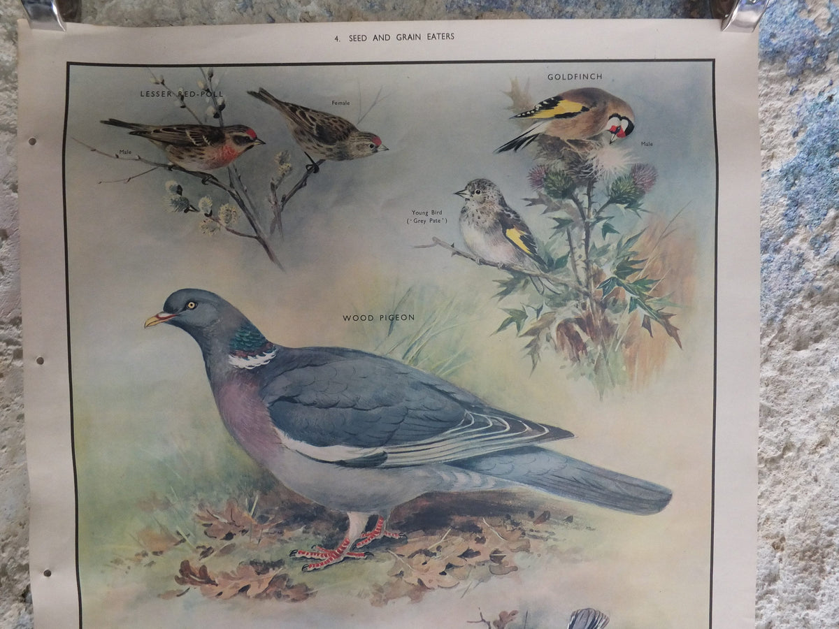 Original Vintage Macmillan Birds Nature Educational Poster Wood Pigeon Goldfinch Pull Greenfinch Nuthatch print wall art ornithology 1950s
