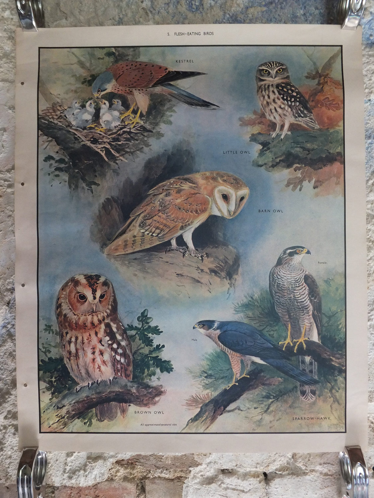 Original Vintage Macmillan Birds Nature Educational Poster Barn Owl Kestrel Little Owl Brown Sparrow Hawk print wall art ornithology 1950s