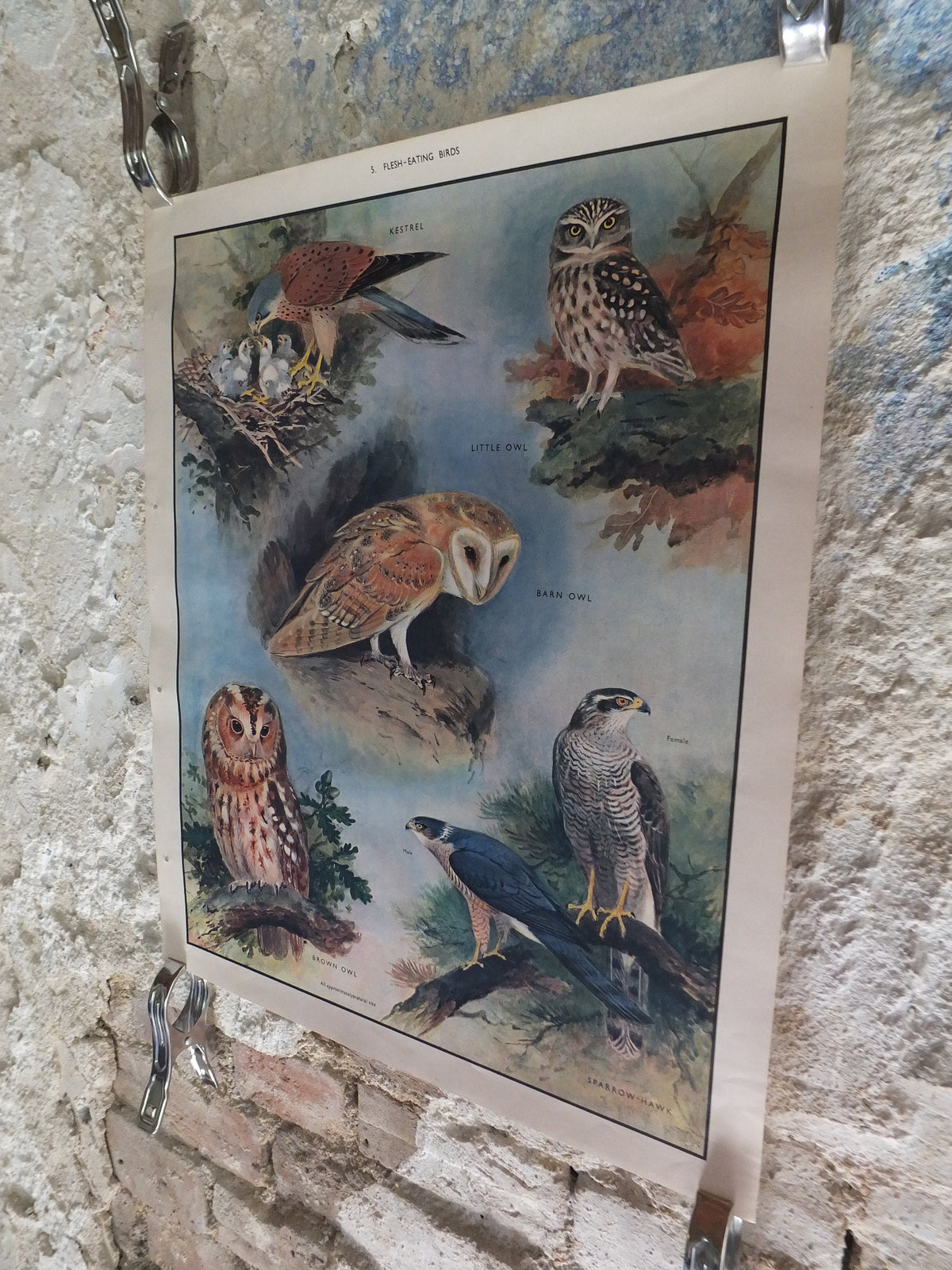Original Vintage Macmillan Birds Nature Educational Poster Barn Owl Kestrel Little Owl Brown Sparrow Hawk print wall art ornithology 1950s