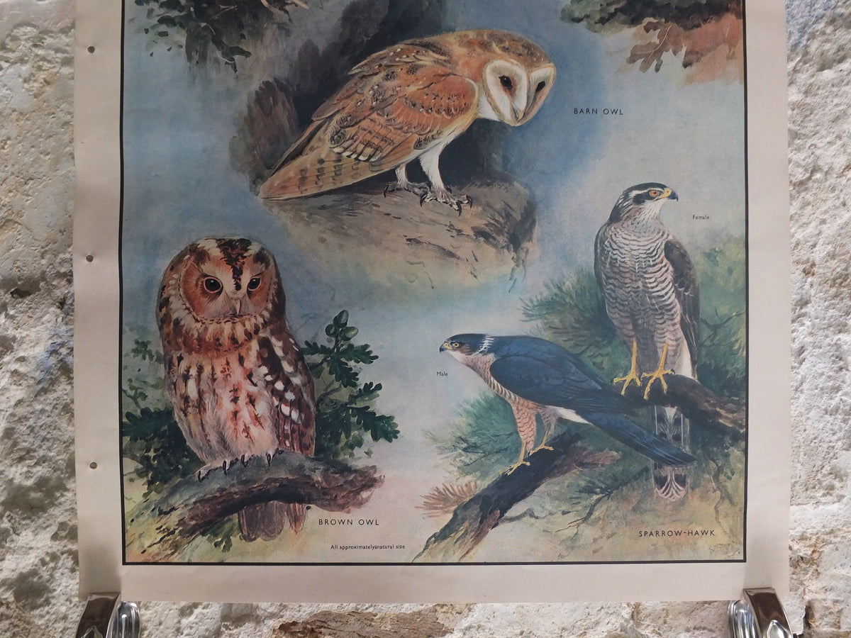Original Vintage Macmillan Birds Nature Educational Poster Barn Owl Kestrel Little Owl Brown Sparrow Hawk print wall art ornithology 1950s