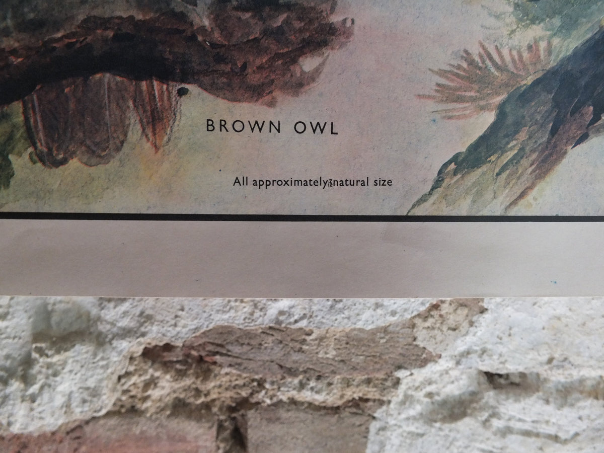 Original Vintage Macmillan Birds Nature Educational Poster Barn Owl Kestrel Little Owl Brown Sparrow Hawk print wall art ornithology 1950s