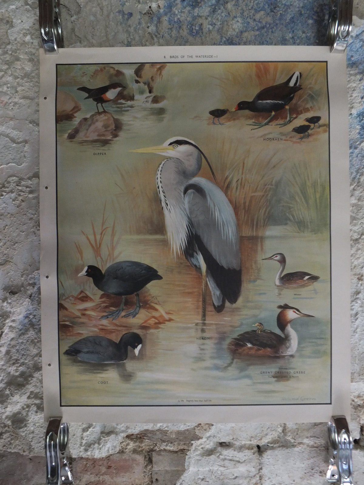 Original Vintage Macmillan Birds Nature Educational Poster Heron Dipper Moorhen Coot Great Creasted Grebe print wall art ornithology 1950s