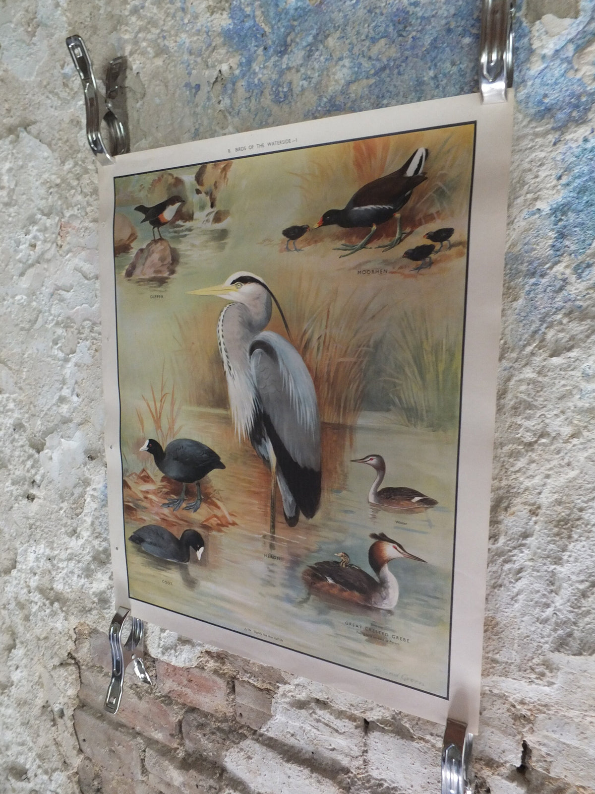 Original Vintage Macmillan Birds Nature Educational Poster Heron Dipper Moorhen Coot Great Creasted Grebe print wall art ornithology 1950s